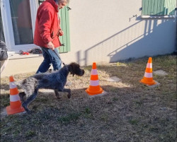 Comportementaliste canin pour corriger les mauvaises habitudes d'un chien  