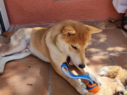 Corriger le comportement d'un chien agressif ou anxieux  