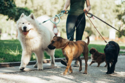 Dressage de chien pour lui apprendre à marcher en laisse   