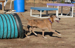 Dresseur canin Monteux