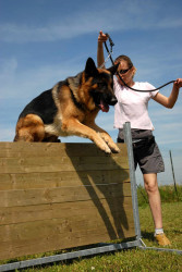 Éducateur canin Monteux à Sorgues